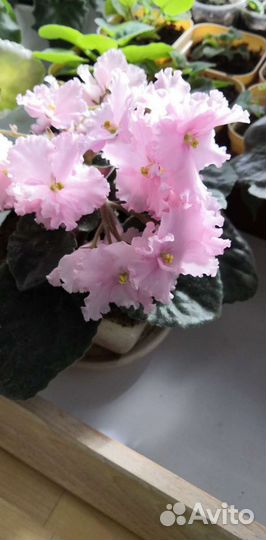 Фиалка сортовая взрослая