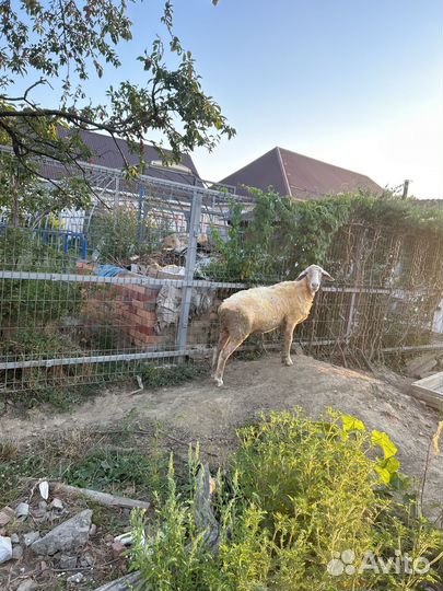 Овца. Помесь, Мериноландшаф и меринос. Воз. 2,4