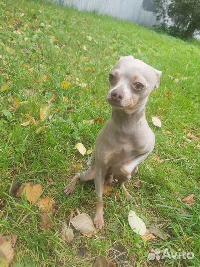 Русский той-терьер вязка