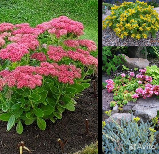 Многолетники для сада