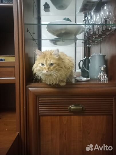 Кот для вязки