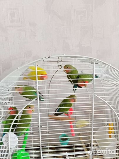 Попугай неразлучник