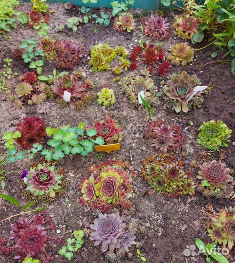 Молодило (каменная роза)