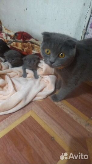 Кошки вислоухие