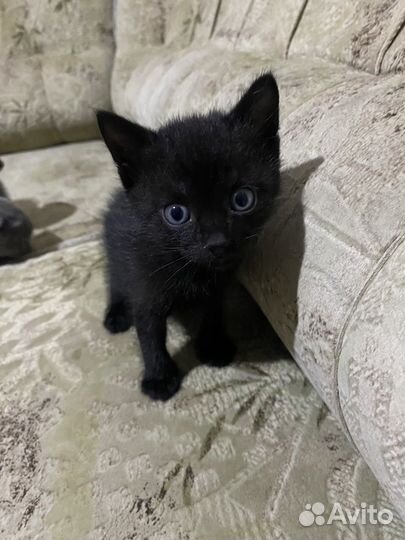 Британские котята