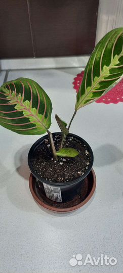 Маранта Чародей Леуконеура