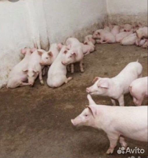 Поросята