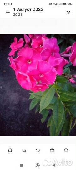 Флоксы, энотера, примула, медуница, гейхера