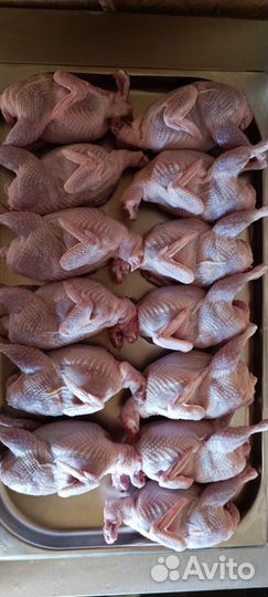 Мясо перепела