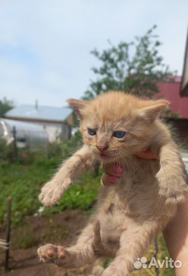 Отдам в добрые руки