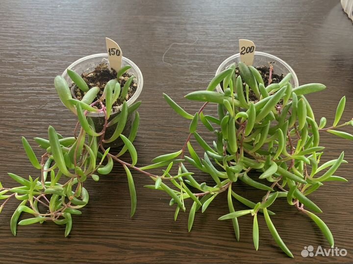 Оттона мясистая