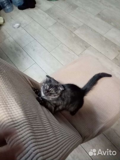 Вислоухая кошка бесплатно