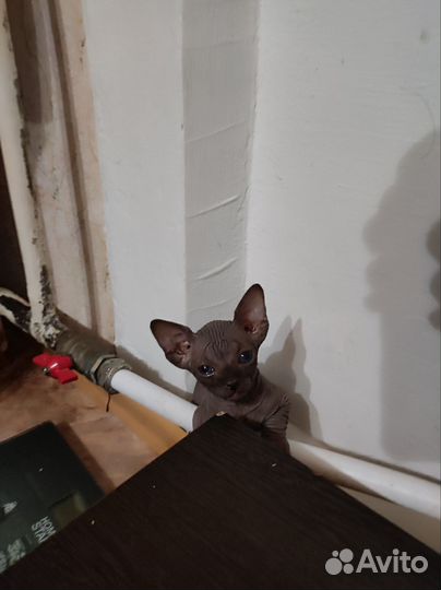 Котята сфинкс
