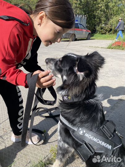 Собака в добрые руки