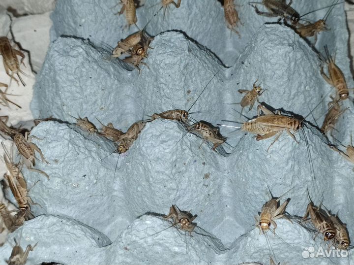 Кормовые насекомые. Сверчки домовые живые