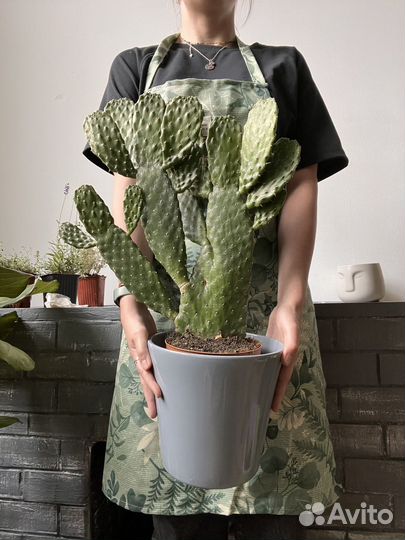 Кактус опунция, 53 см