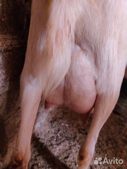 Козочки и козел