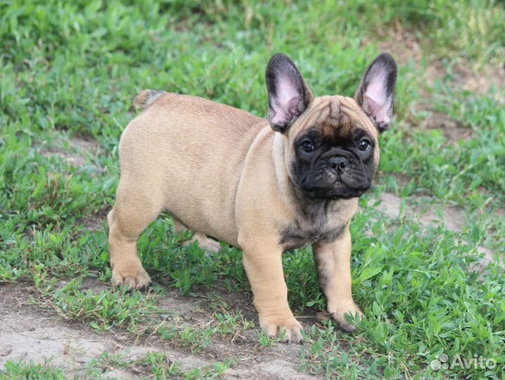 Французики документы РКФ