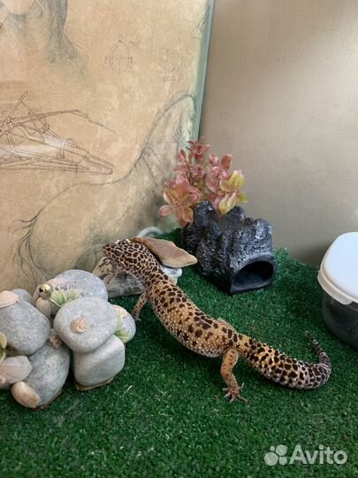 Террариум и эублефар