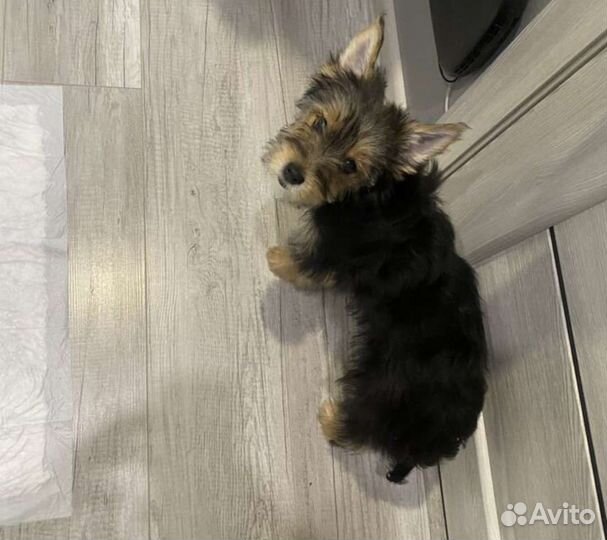 Йоркширский терьер девочка