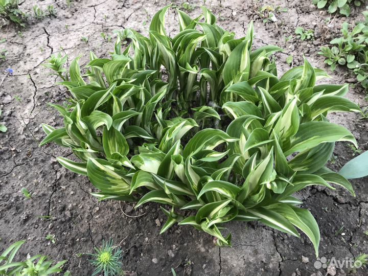 Многолетние растения