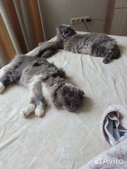 Британская вислоухая кошка