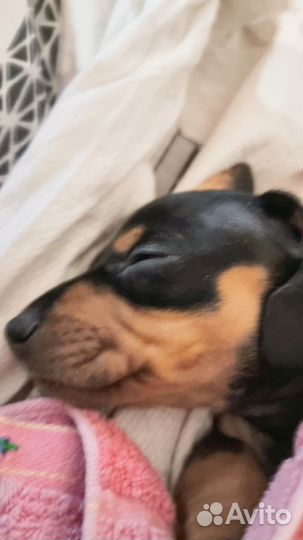 Карликовая такса щенки