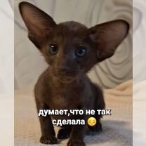 Ориентальные котята