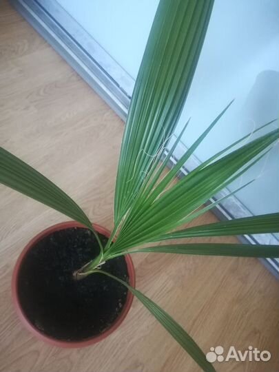 Пальма Вашингтония