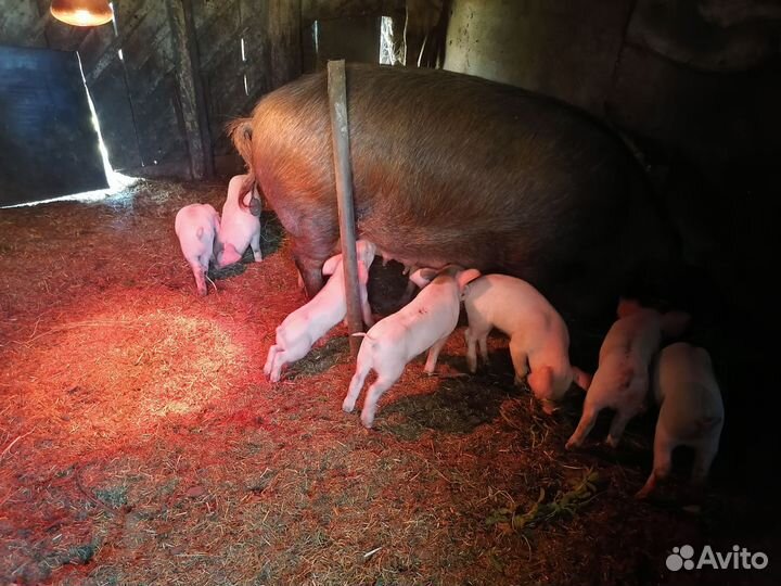 Поросята ландрас дюрок