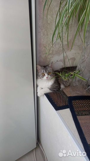 Отдам бесплатно животные