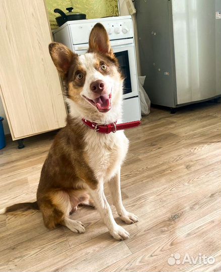 Маленькая собака в дар