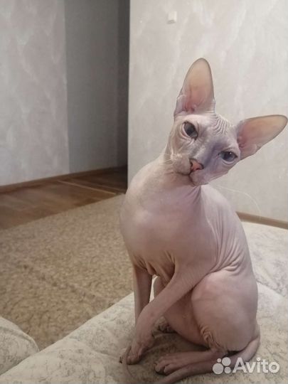 Донской сфинкс