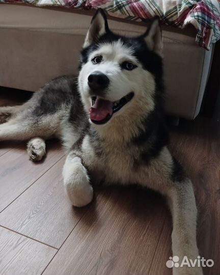 Сибирский хаски щет новый дом