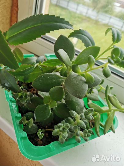 Каланхоэ, суккуленты