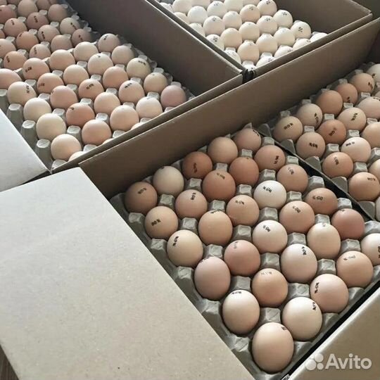 Инкубационное яйцо