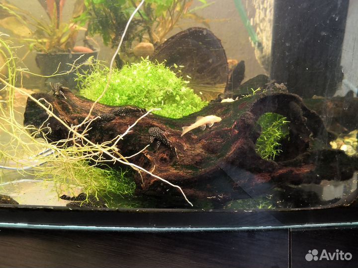 Сомики анциструсы