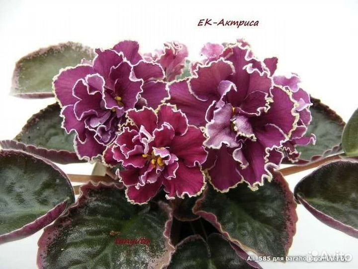 Фиалки сортовые