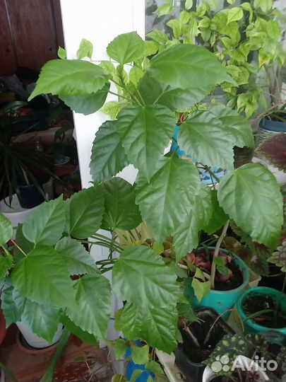 Папоротники.Сорта нефролепис др. Комнатные