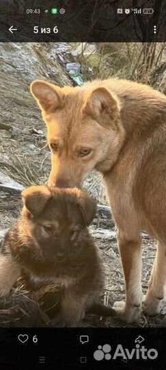 Щенок в добрые руки бесплатно