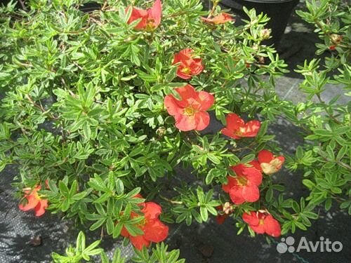 Декоративные кустарники (лапчатка кустарниковая)