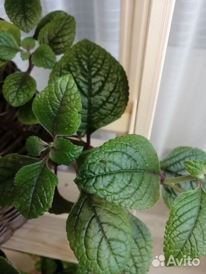 Большие комнатные растения