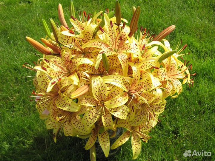 Лилия марлен луковицы