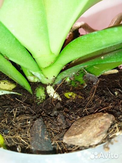 Орхидея фаленопсис Арома