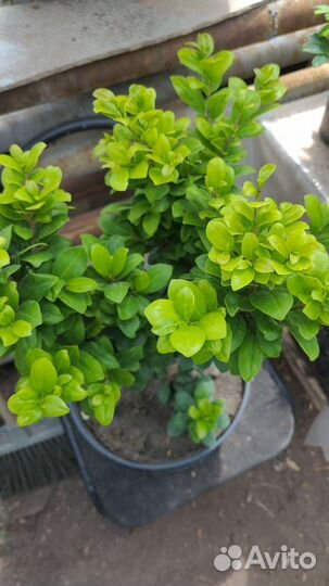 Фикус панда