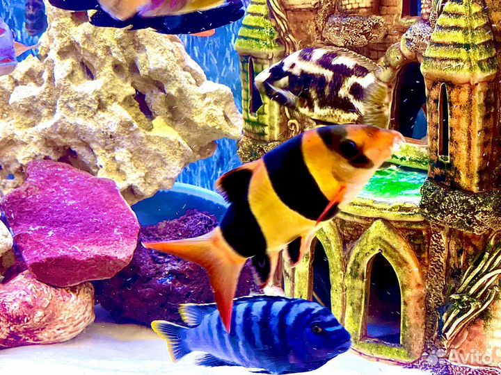 Меотис Песчаник