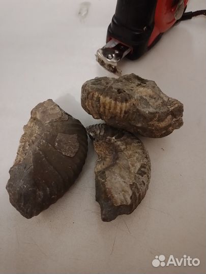 Бюджетные Аммониты Одним Лотом