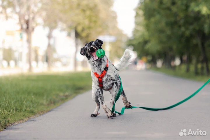 Собака молодая