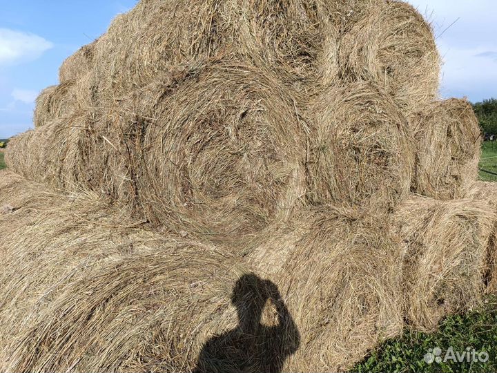 Сено 2023 пресс120