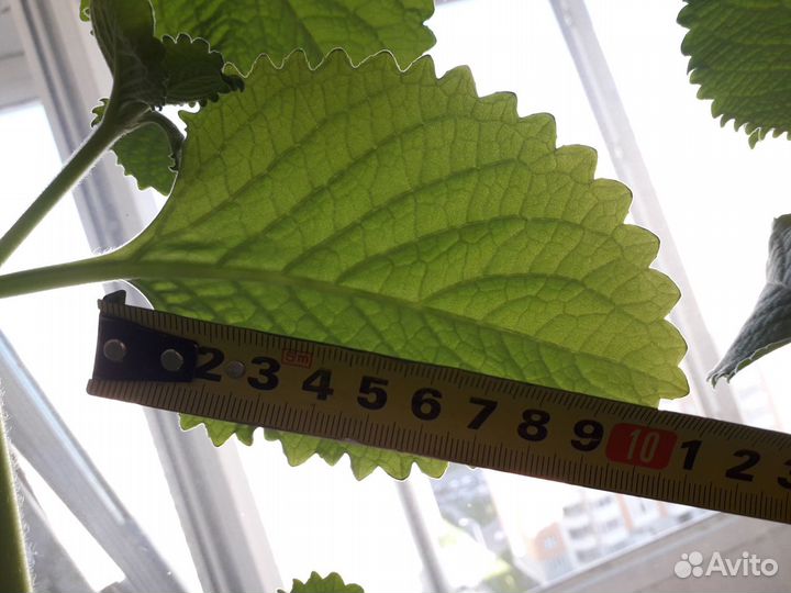 Мята домашняя